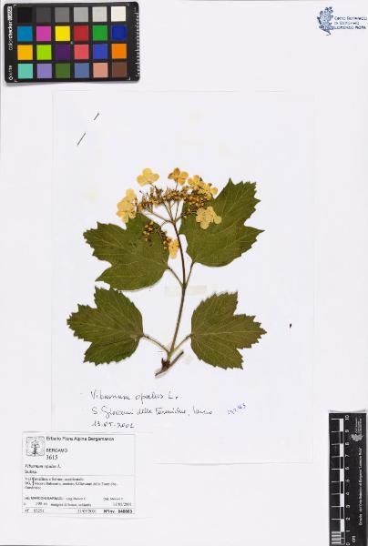 Viburnum opulus L.