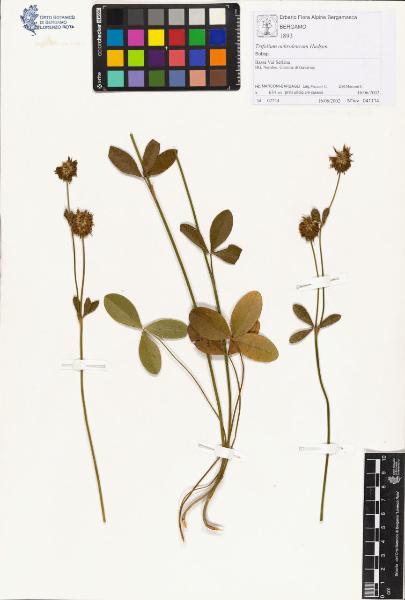 Trifolium ochroleucum Hudson