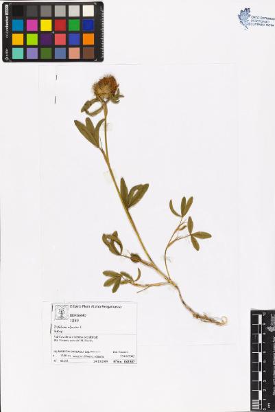 Trifolium alpestre L.