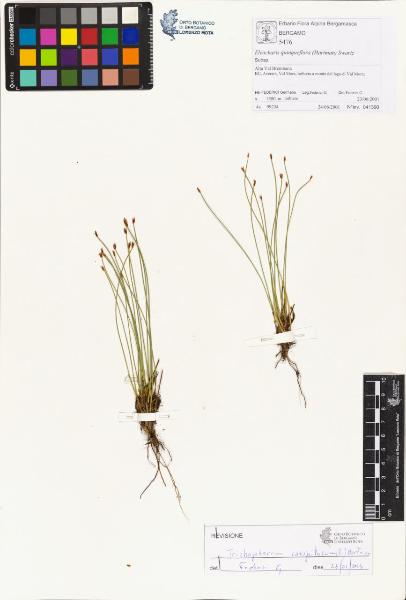 Trichophorum caespitosum (L.) Hartman