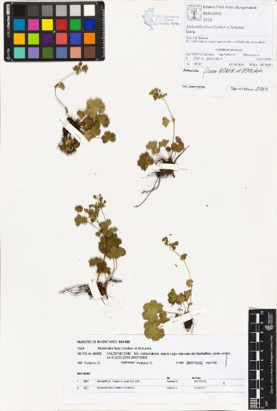 Alchemilla fissa Gunther et Schumm.