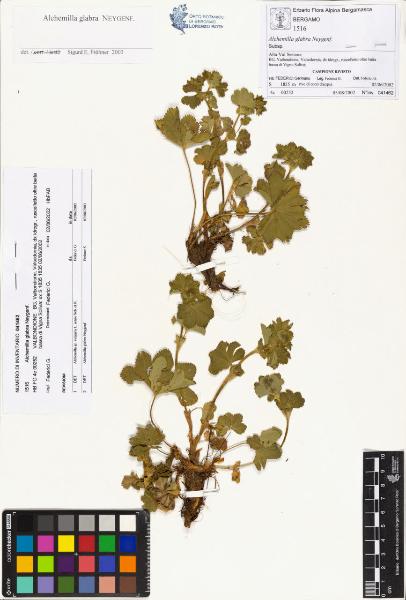 Alchemilla glabra Neygenf.