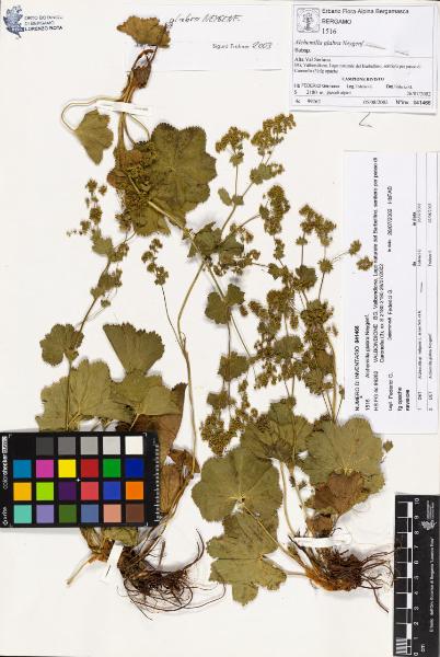 Alchemilla glabra Neygenf.