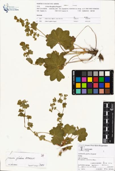 Alchemilla glabra Neygenf.