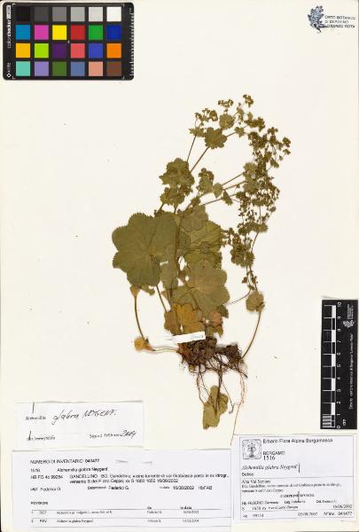 Alchemilla glabra Neygenf.