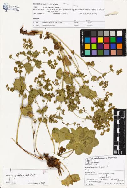 Alchemilla glabra Neygenf.