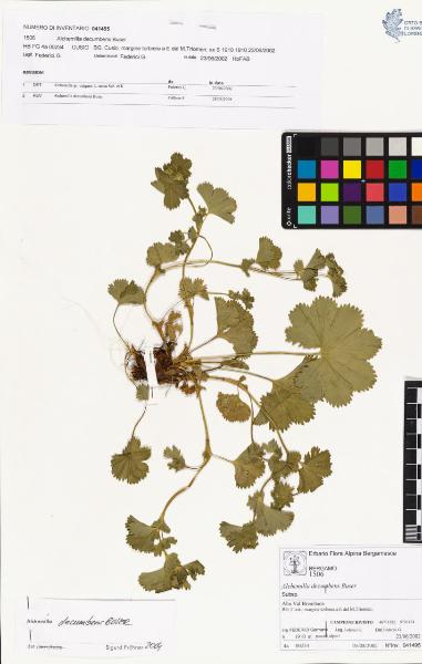 Alchemilla decumbens Buser