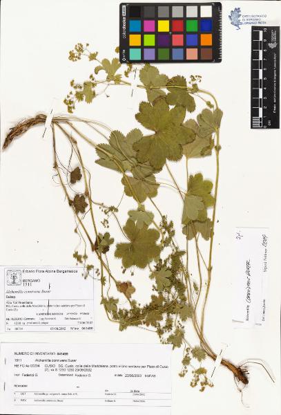 Alchemilla connivens Buser