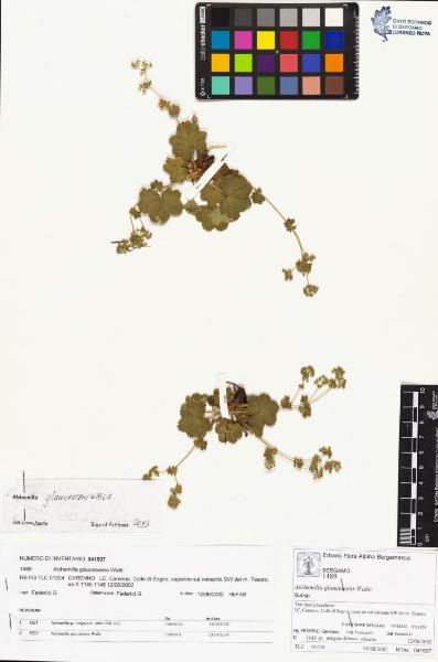 Alchemilla glaucescens Wallr.