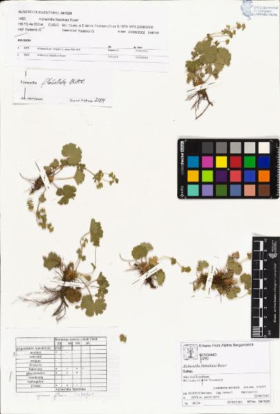 Alchemilla flabellata Buser