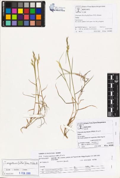 Trisetum argenteum (Willd.) R. et S.