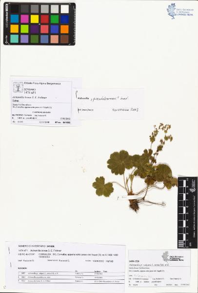 Alchemilla bonae S. E. Fröhner