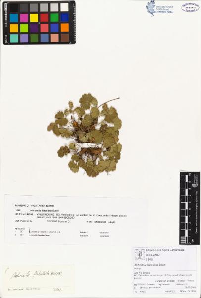 Alchemilla flabellata Buser