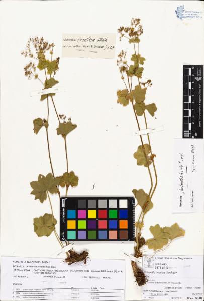 Alchemilla croatica Gandoger