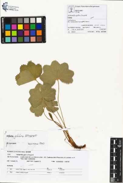 Alchemilla glabra Neygenf.