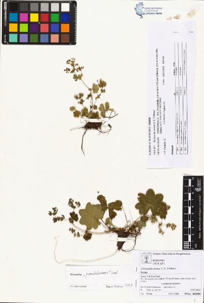 Alchemilla bonae S. E. Fröhner