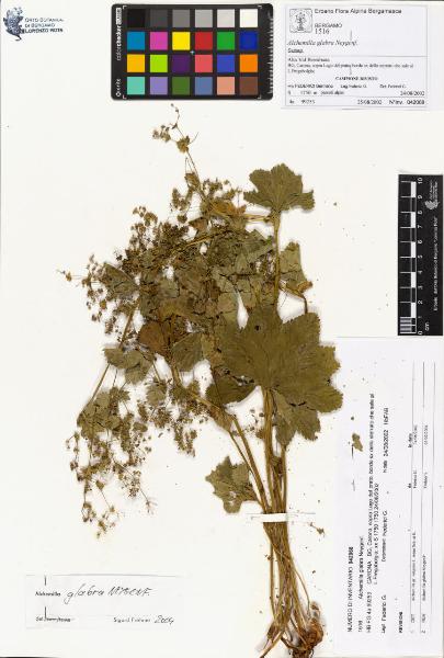 Alchemilla glabra Neygenf.