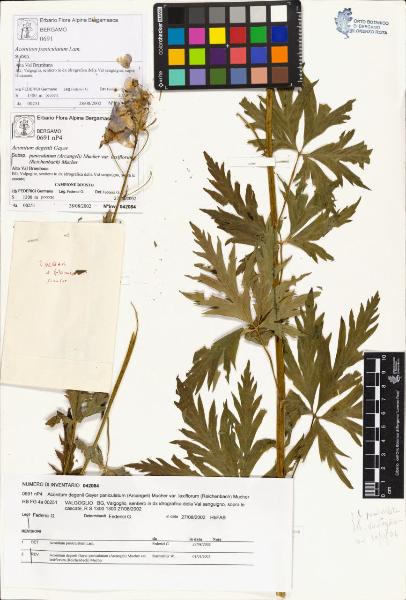 Aconitum degenii Gayer subsp. paniculatum (Arcangeli) Mucher var laxiflorum (Reichenbach) Mucher