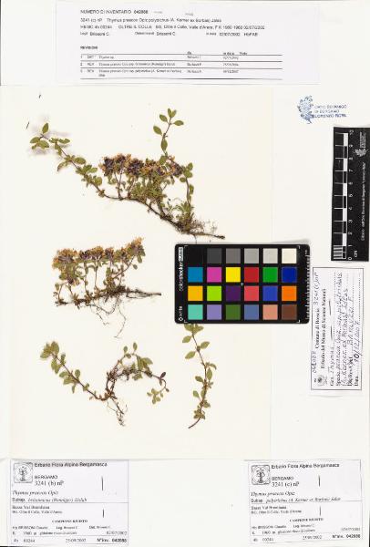 Thymus praecox Opiz subsp. polytrichus (A. Kerner ex Borbas) Jalas