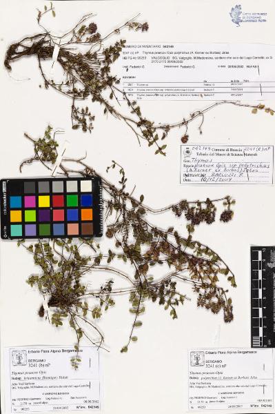 Thymus praecox Opiz subsp. polytrichus (A. Kerner ex Borbas) Jalas