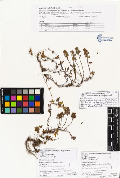 Thymus praecox Opiz subsp. polytrichus (A. Kerner ex Borbas) Jalas