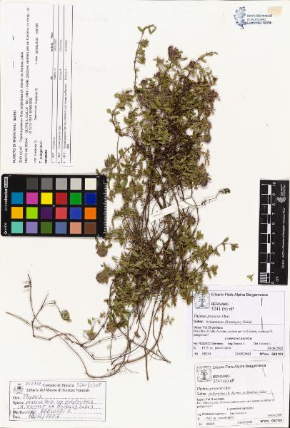 Thymus praecox Opiz subsp. polytrichus (A. Kerner ex Borbas) Jalas