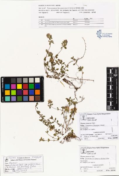 Thymus praecox Opiz subsp. polytrichus (A. Kerner ex Borbas) Jalas