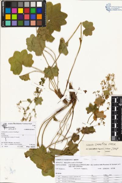 Alchemilla croatica Gandoger