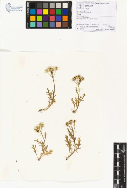 Achillea clavenae L.