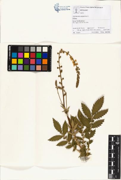 Agrimonia eupatoria L.