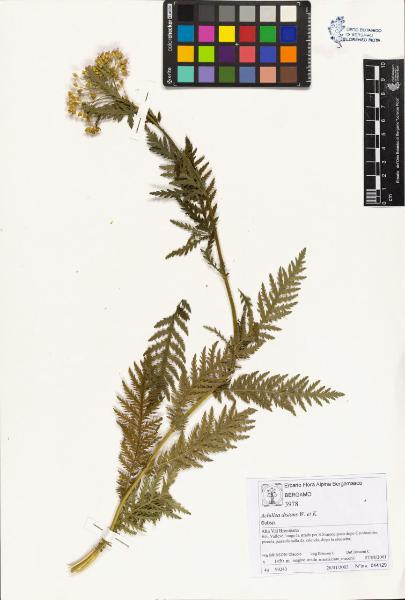 Achillea distans W. et K.