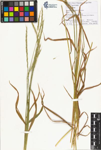 Agropyron caninum (L.) Beauv.