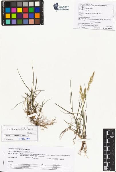 Trisetum argenteum (Willd.) R. et S.