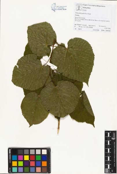 Tilia platyphyllos Scop.