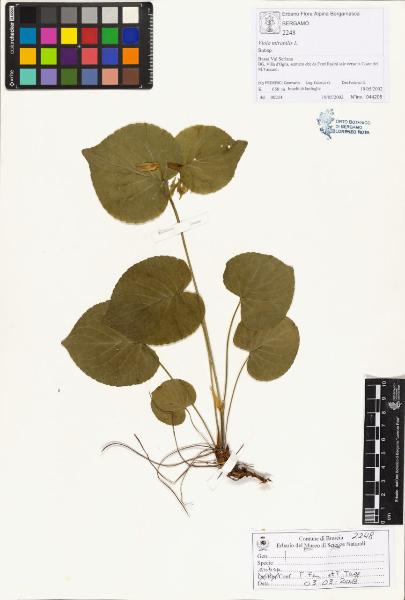 Viola mirabilis L.