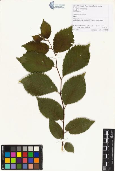 Ulmus laevis Pallas