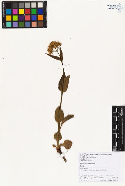 Valeriana montana L.