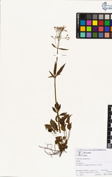 Valeriana tripteris L.