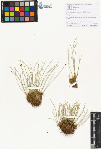 Trichophorum caespitosum (L.) Hartman