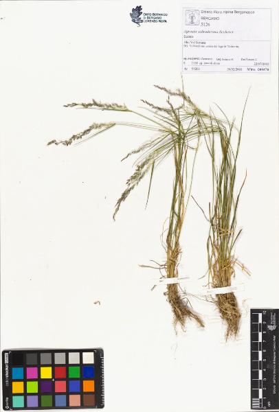 Agrostis schraderana Becherer