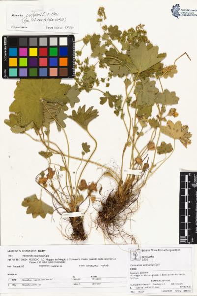 Alchemilla acutiloba Opiz