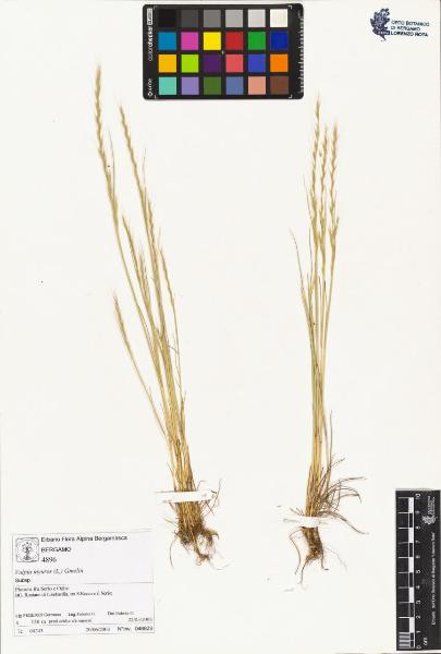 Vulpia myuros (L.) Gmelin