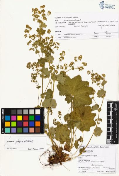 Alchemilla glabra Neygenf.