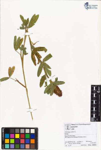 Trifolium rubens L.