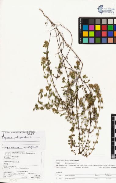 Thymus pulegioides L.