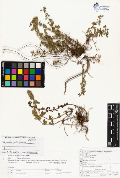 Thymus pulegioides L.