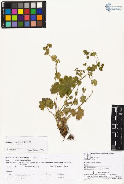 Alchemilla exigua Buser