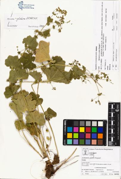 Alchemilla glabra Neygenf.