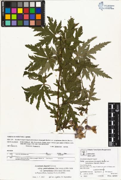 Aconitum degenii Gayer subsp. paniculatum (Arcangeli) Mucher var turrachense (Reichenbach) Mucher