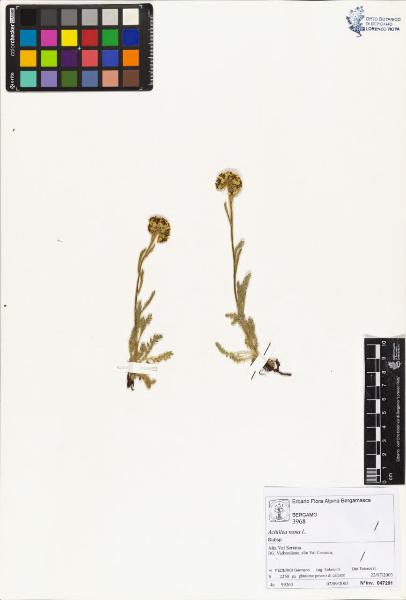 Achillea nana L.